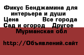 Фикус Бенджамина для интерьера и души › Цена ­ 2 900 - Все города Сад и огород » Другое   . Мурманская обл.